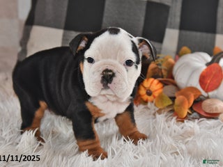 Olde English Bulldogge dogs Lena - Ad 8