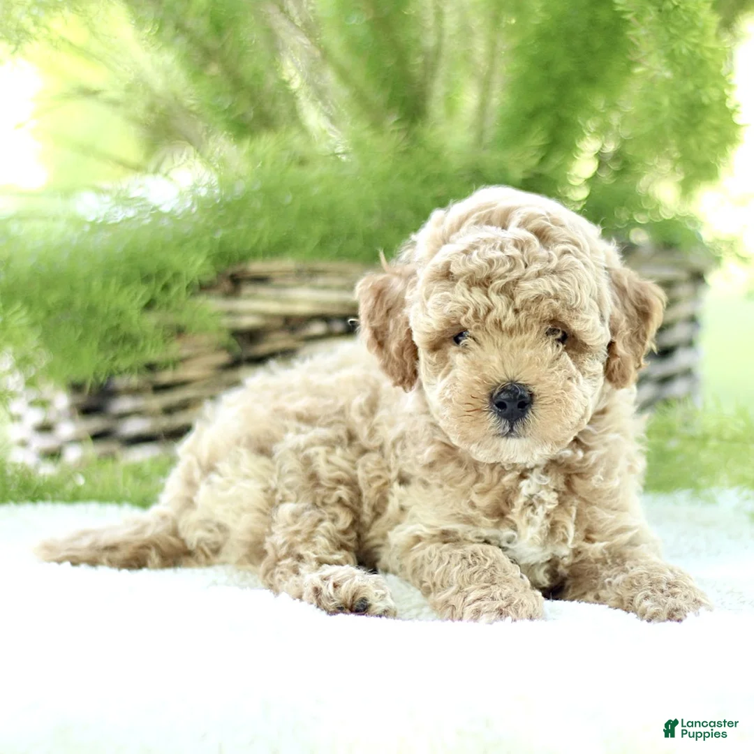 Toy Poodle dogs for sale: Ritchie  - Ad 2