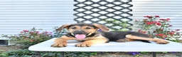 Golden Shepherd dogs for sale: Rascal - Ad 3