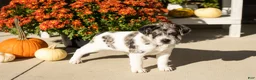 Mini Hippo dogs for sale: Macy - Ad 2