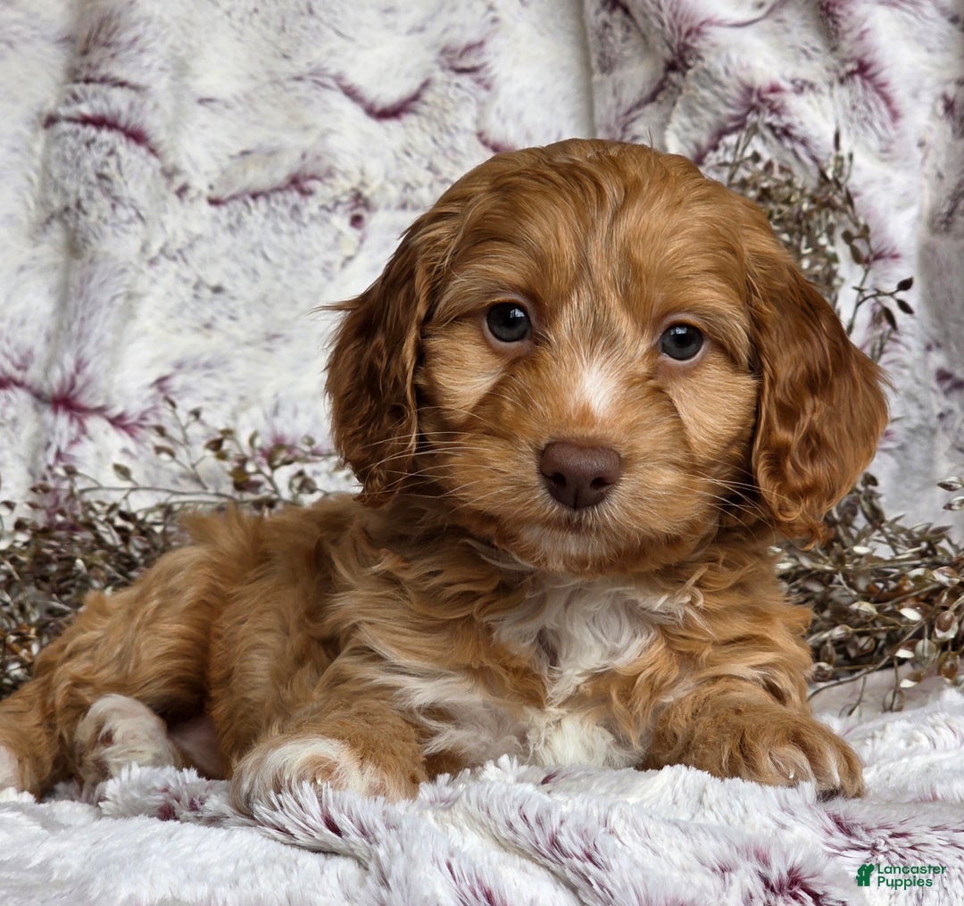 Cockapoo dogs for sale: Nelly - Ad 3
