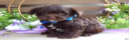 Yorkiepoo dogs for sale: Kayden - Ad 3