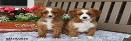 Cavapoo dogs for sale: Renita - Ad 5