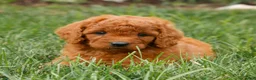 Miniature Labradoodle dogs for sale: Fiona  - Ad 3
