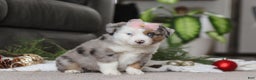 Miniature Australian Shepherd dogs for sale: Abby - Ad 3