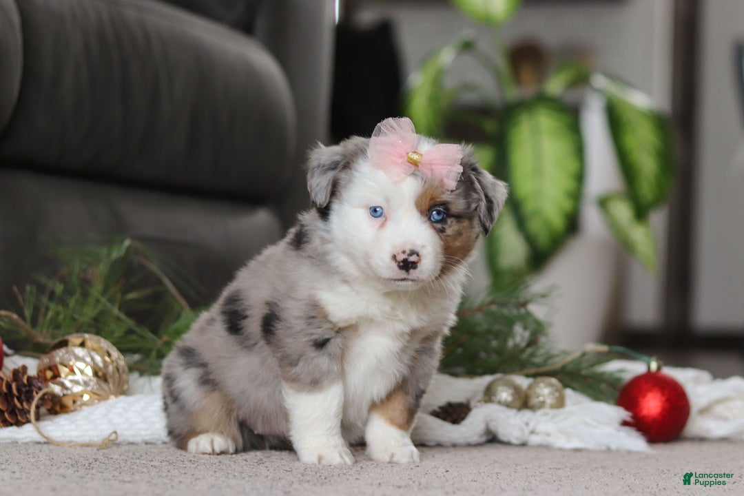 Miniature Australian Shepherd dogs for sale: Abby - Ad 3