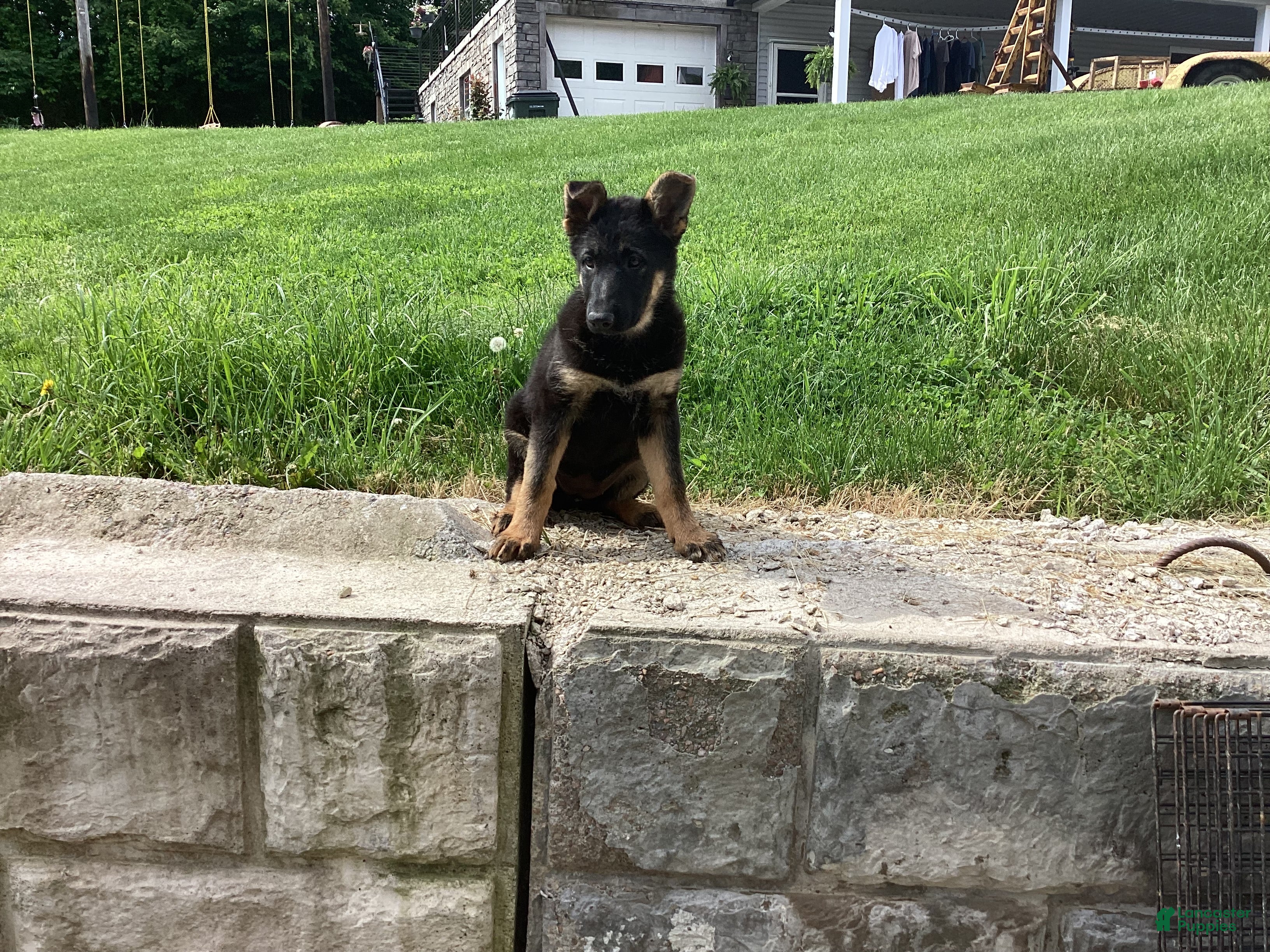 German Shepherd dogs Dixie  - Ad 2