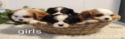 Cavalier King Charles Spaniel dogs for sale: Crystal  - Ad 1
