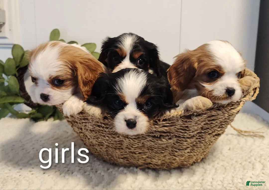 Cavalier King Charles Spaniel dogs for sale: Crystal  - Ad 1