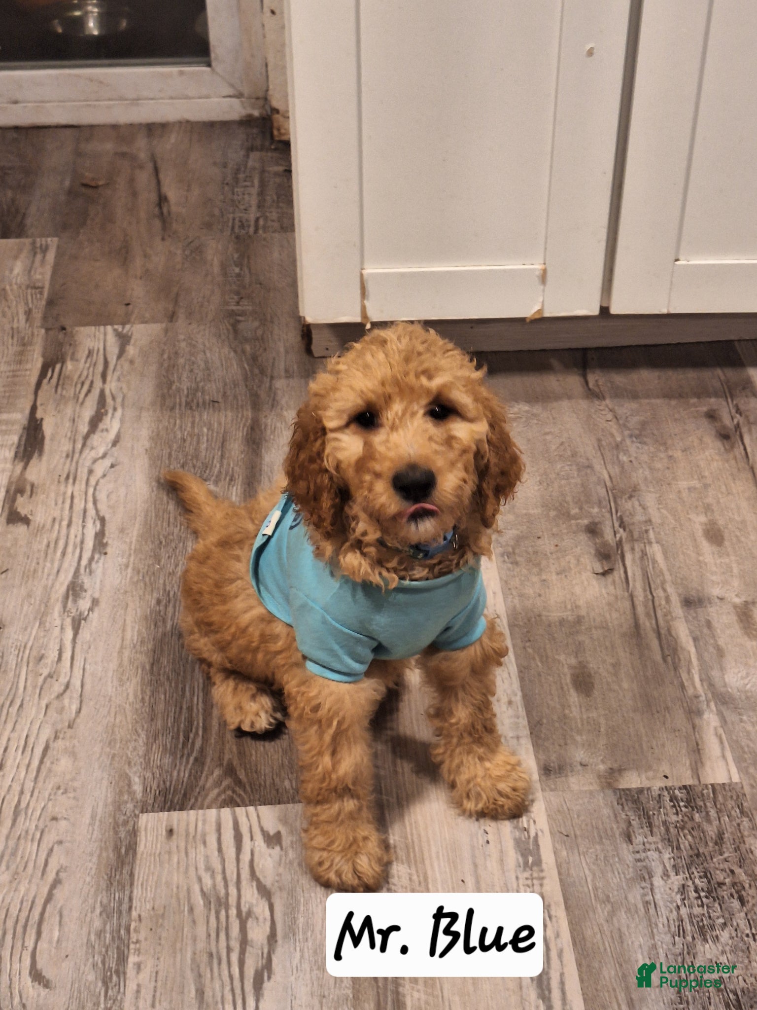 Goldendoodle dogs Goldendoodle Puppy 2 - Ad 1