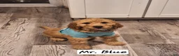 Goldendoodle dogs for sale: Goldendoodle Puppy 2 - Ad 1