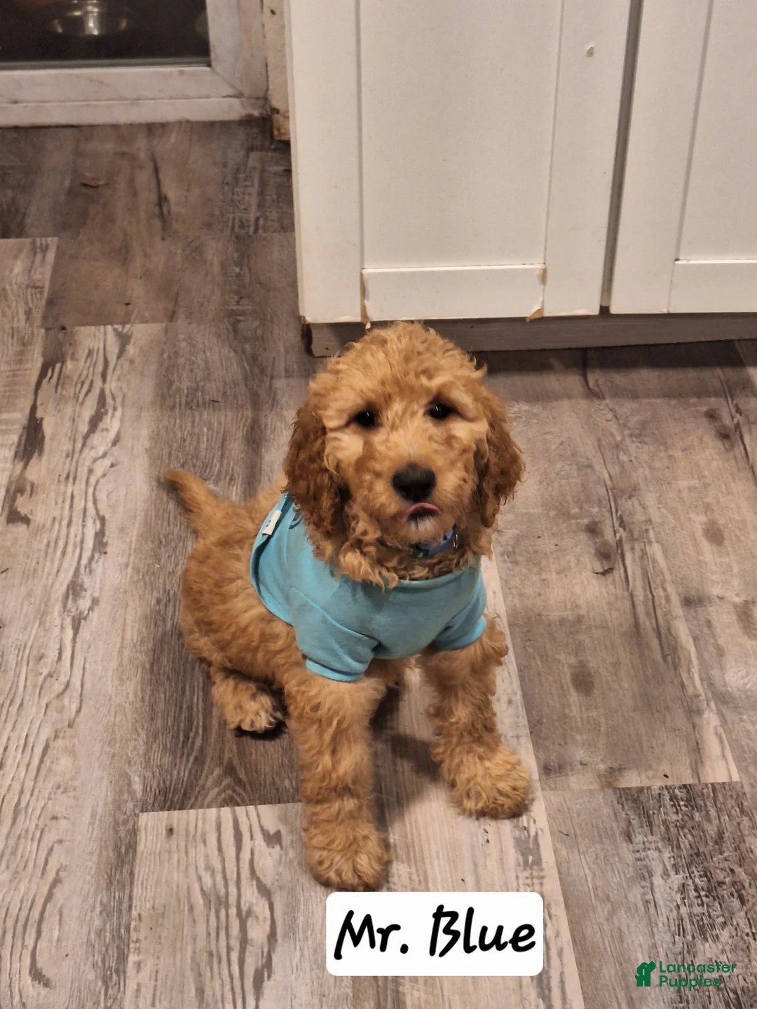 Goldendoodle dogs for sale: Goldendoodle Puppy 2 - Ad 1