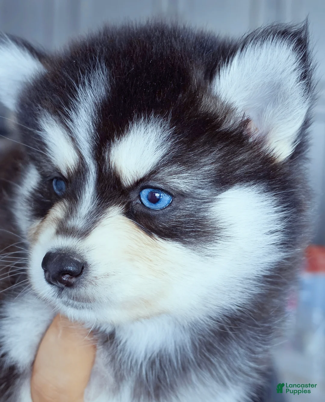 Pomsky dogs for sale: River - Ad 2