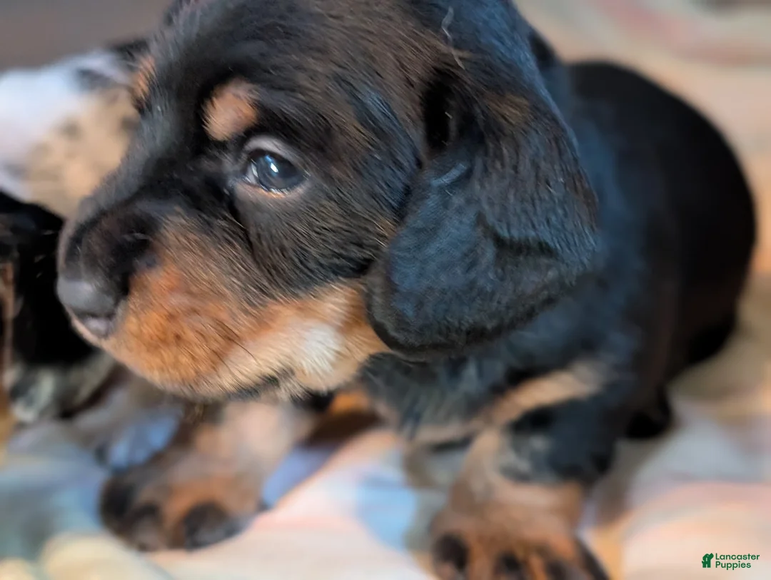 Miniature Dachshund dogs for sale: Black and tan Miniature Dachshund Puppy 1 - Ad 5