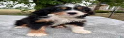 Bernedoodle dogs for sale: Addison - Ad 4