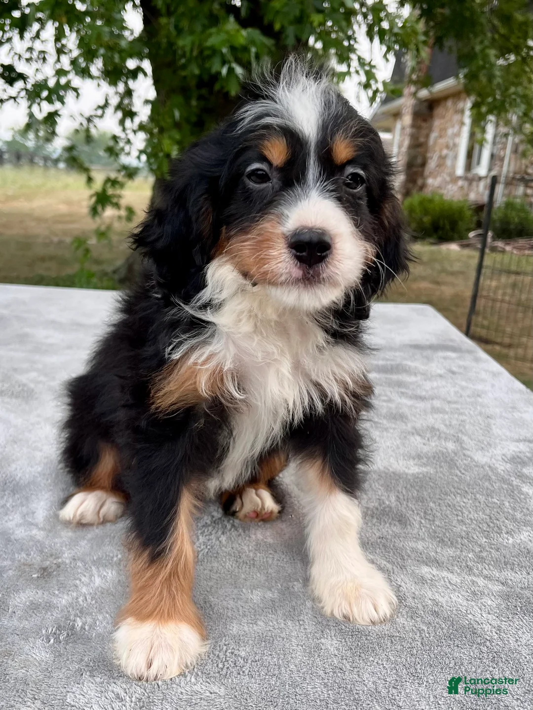 Bernedoodle dogs for sale: Addison - Ad 4