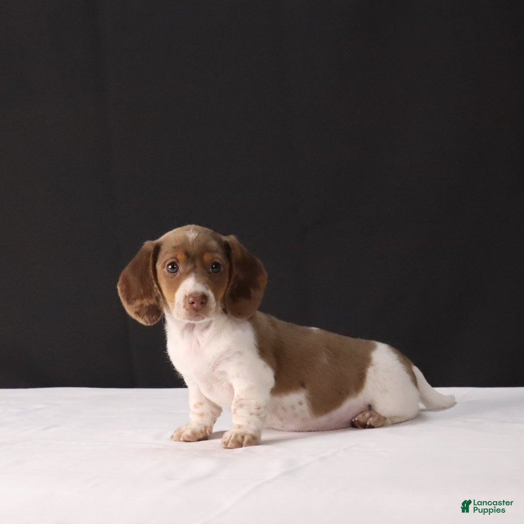 Dachshund dogs for sale: Kenzie - Ad 2