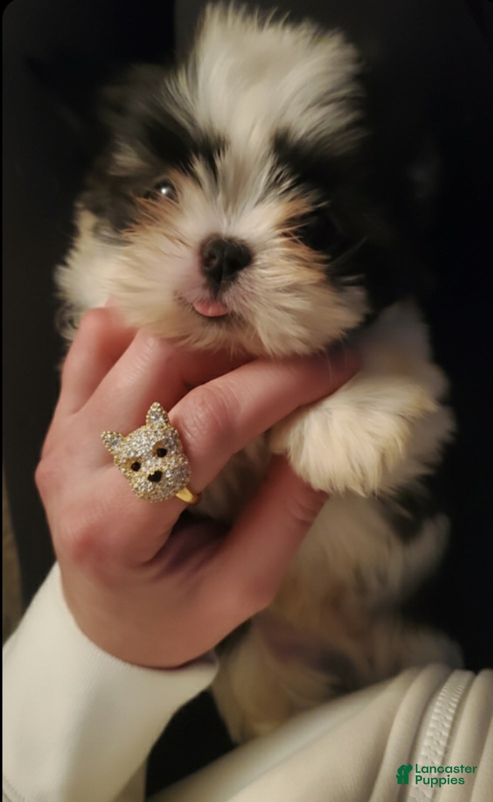 Shih Tzu dogs Shih Tzu Puppy 2 - Ad 17