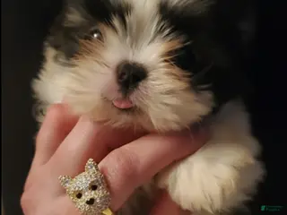 Shih Tzu dogs Shih Tzu Puppy 2 - Ad 4