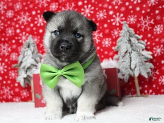 Pomsky dogs Lorcan - Ad 3