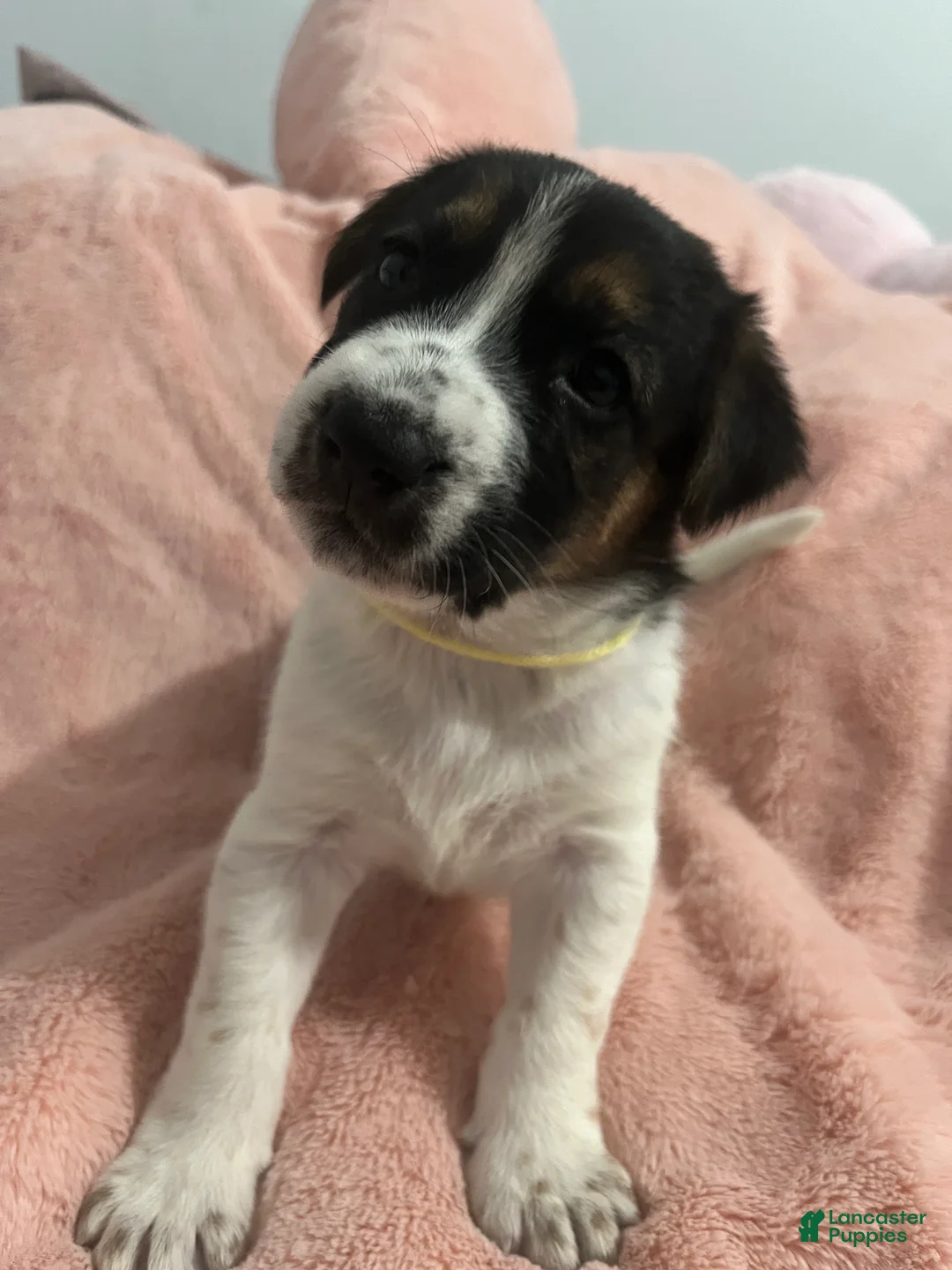 Mixed Breed dogs for sale: Mixed Breed Puppy 1 - Ad 3