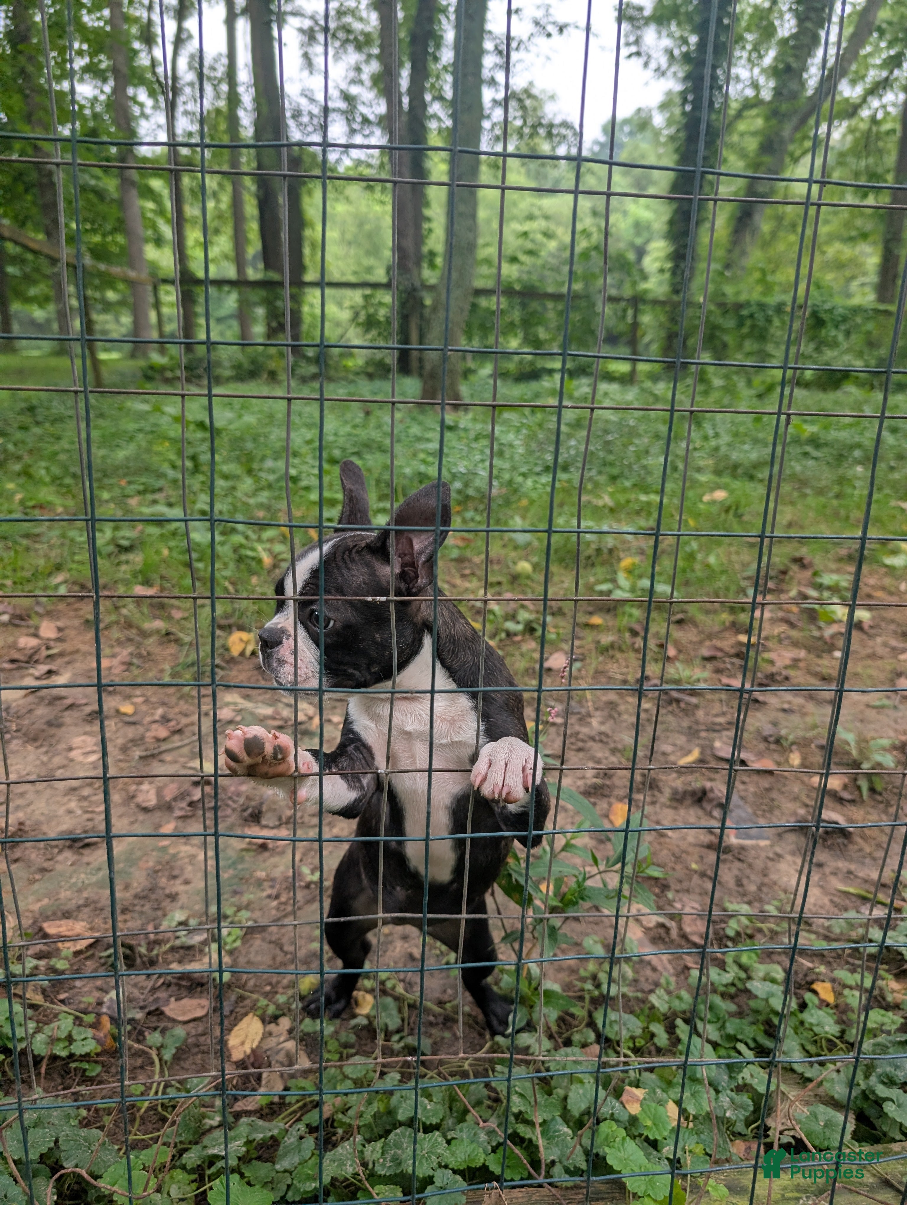 Frenchton dogs Jane - Ad 2