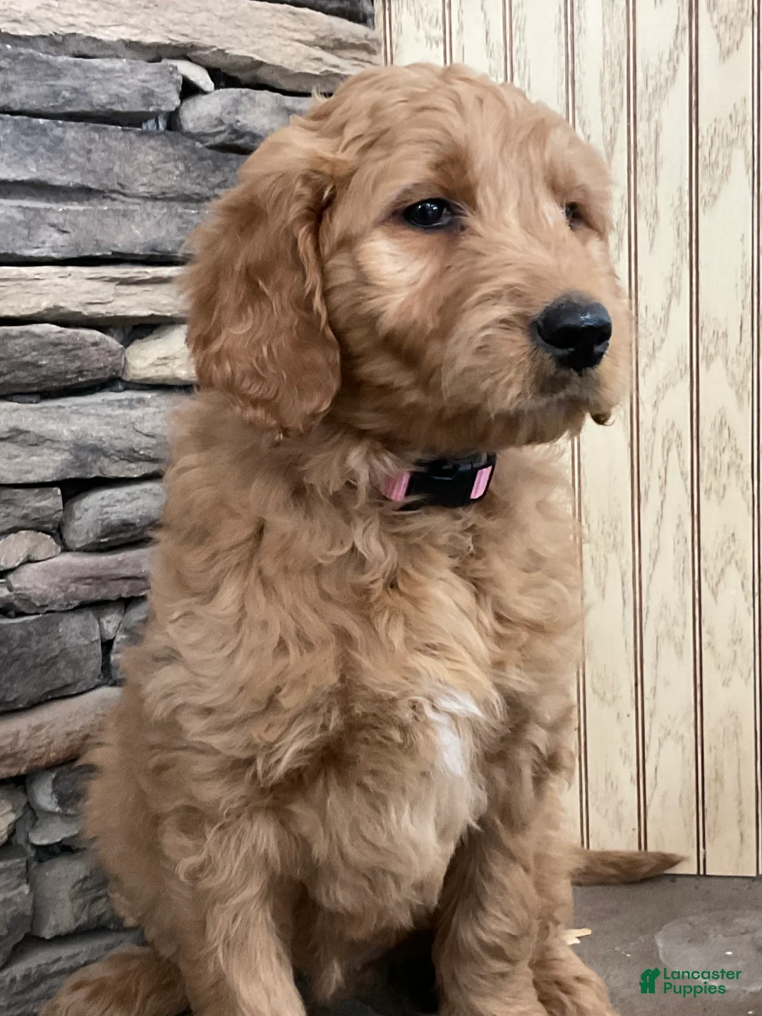 Goldendoodle dogs for sale: Caz - Ad 3