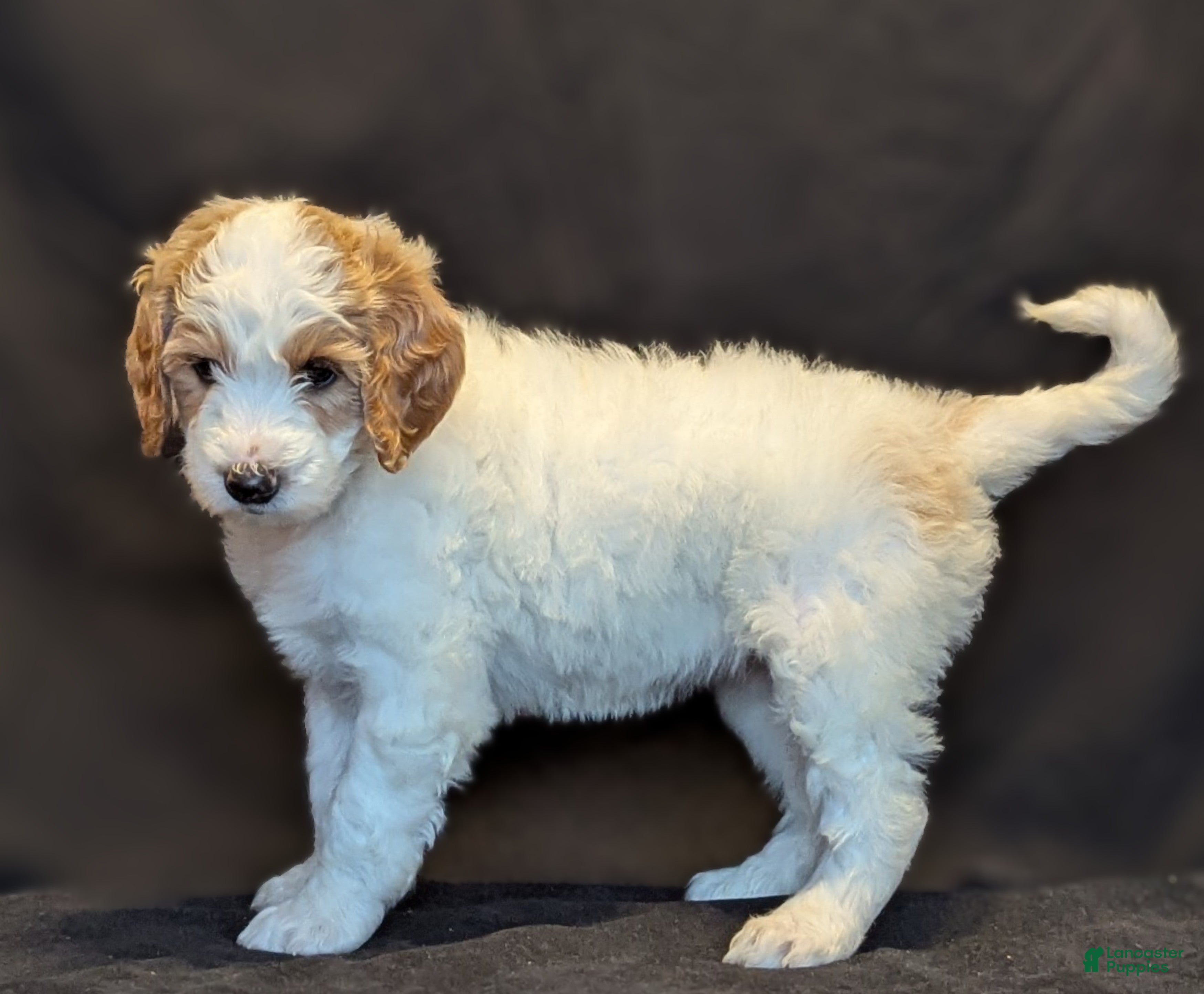 Goldendoodle dogs Lucky  - Ad 17