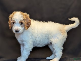 Goldendoodle dogs Lucky - Ad 17