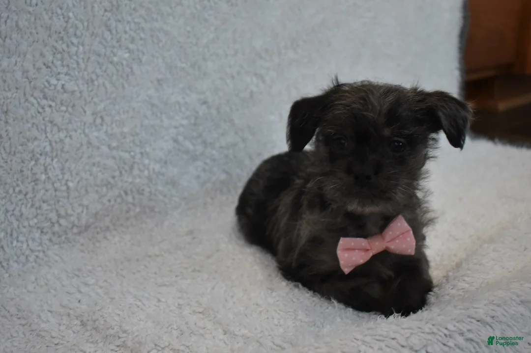 Mixed Breed dogs for sale: Tiny  - Ad 5