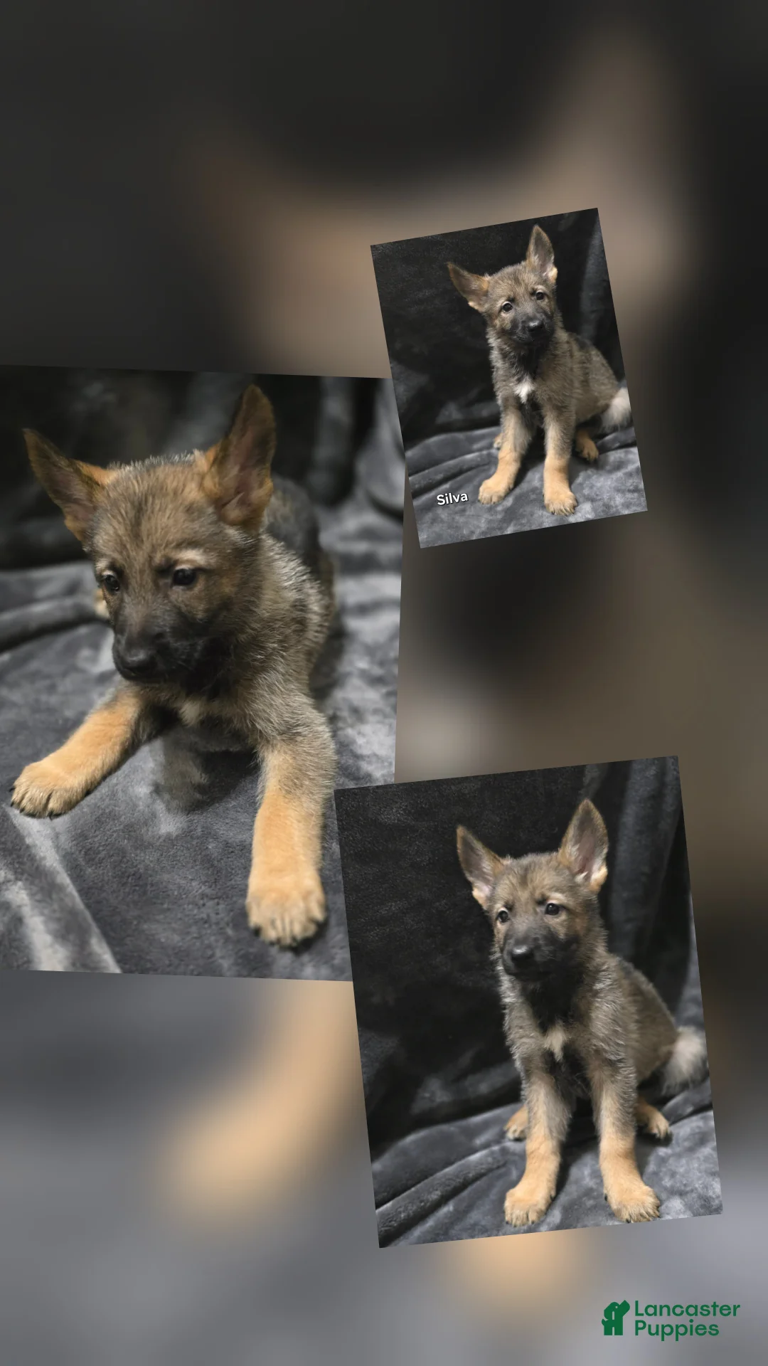 German Shepherd dogs for sale: Silva - Ad 1