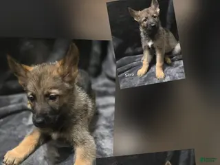 German Shepherd dogs Silva - Ad 21
