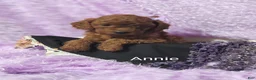 Cavapoo dogs for sale: Cavapoo F1b 9 Annie - Ad 10