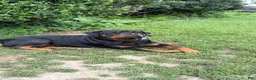 Rottweiler dogs for stud: Akc pedigree Stud - Ad 13