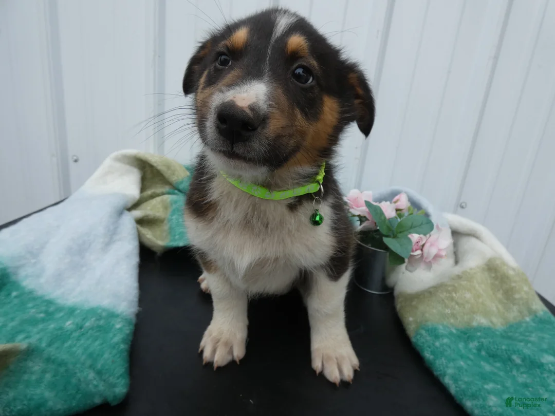 Border Collie dogs for sale: Border Collie Puppy 1 - Ad 2