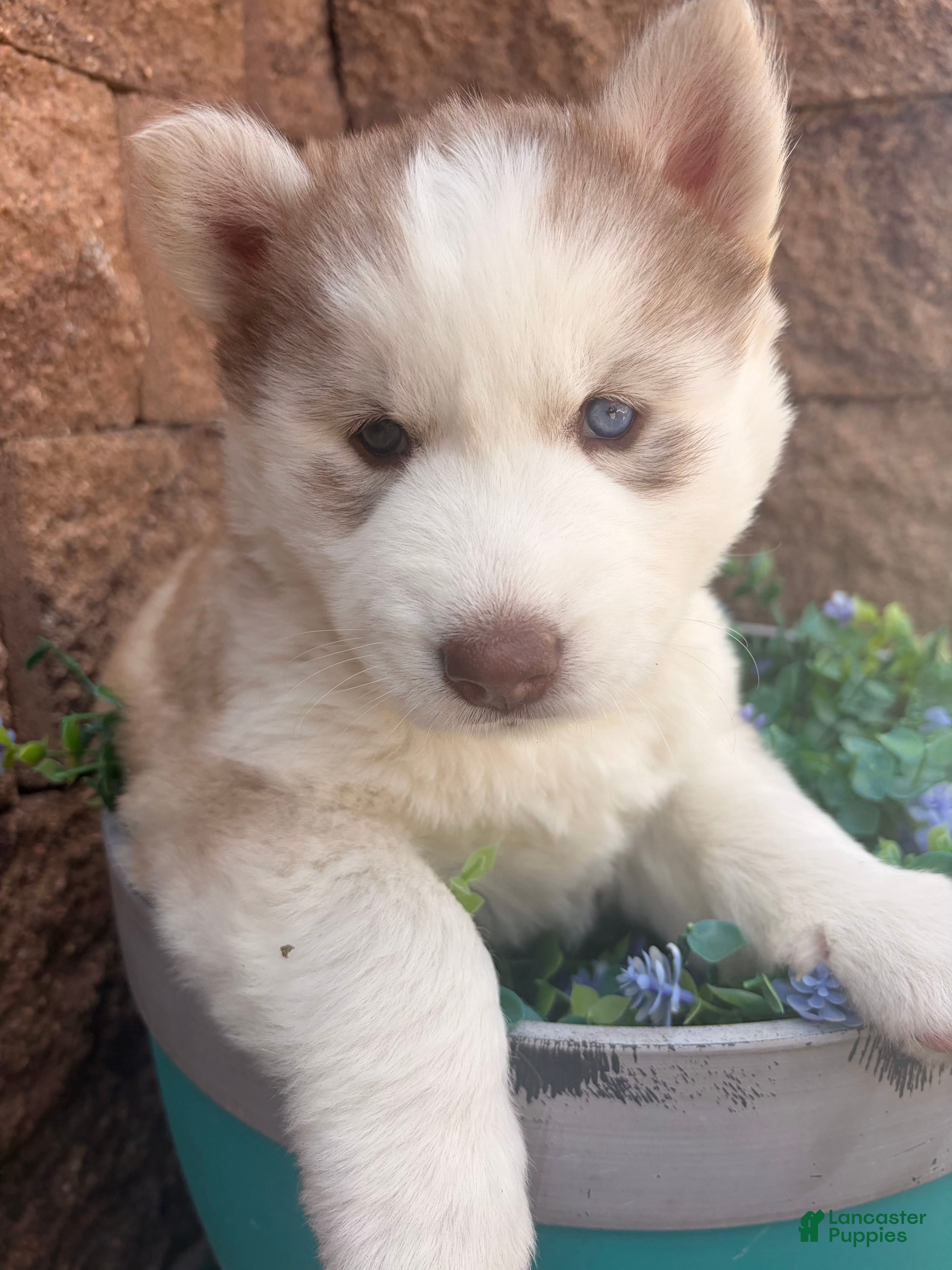 Siberian Husky dogs Freya - Ad 2