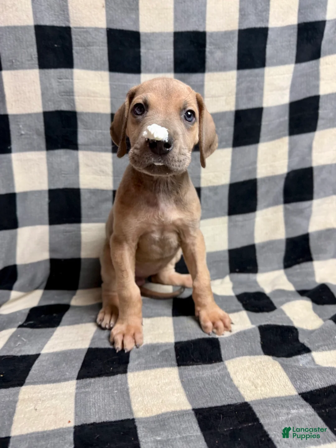 Great Dane dogs for sale: Blue fawn (Heavy Euro) - Ad 9