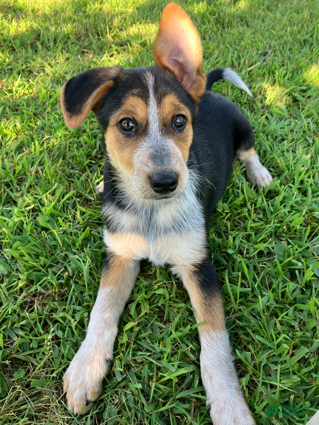 Australian Shepherd Beagle And German Shepherd Mix Puppies Bear