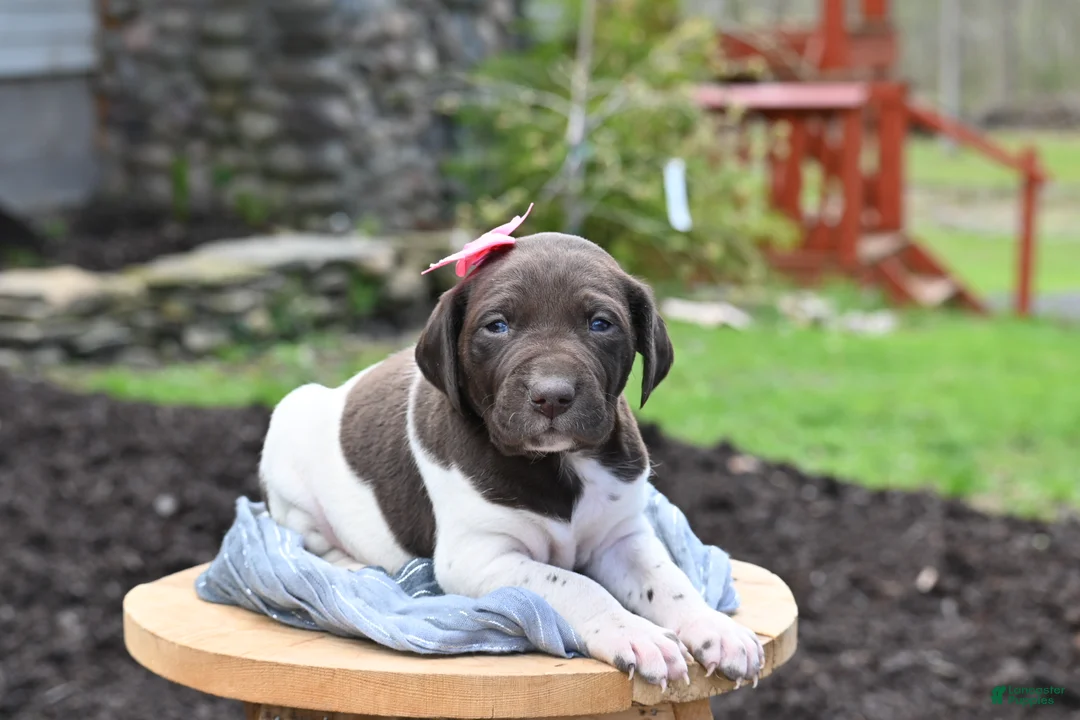 German Shorthaired Pointer dogs for sale: Brinley - Ad 1