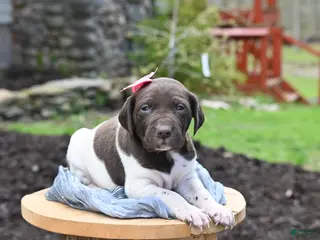German Shorthaired Pointer dogs Brinley - Ad 42