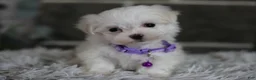 Maltipoo dogs for sale: Rue - Ad 5