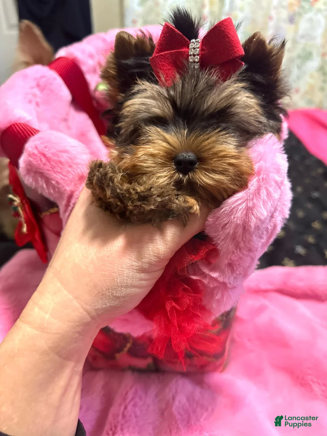 Yorkshire Terrier dogs for sale: Yorkshire Terrier Puppy 3 - Ad 1