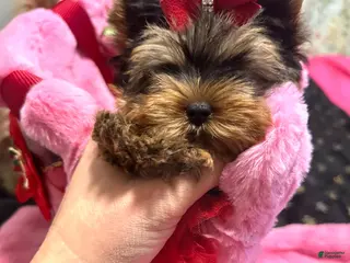 Yorkshire Terrier dogs Yorkshire Terrier Puppy 3 - Ad 5