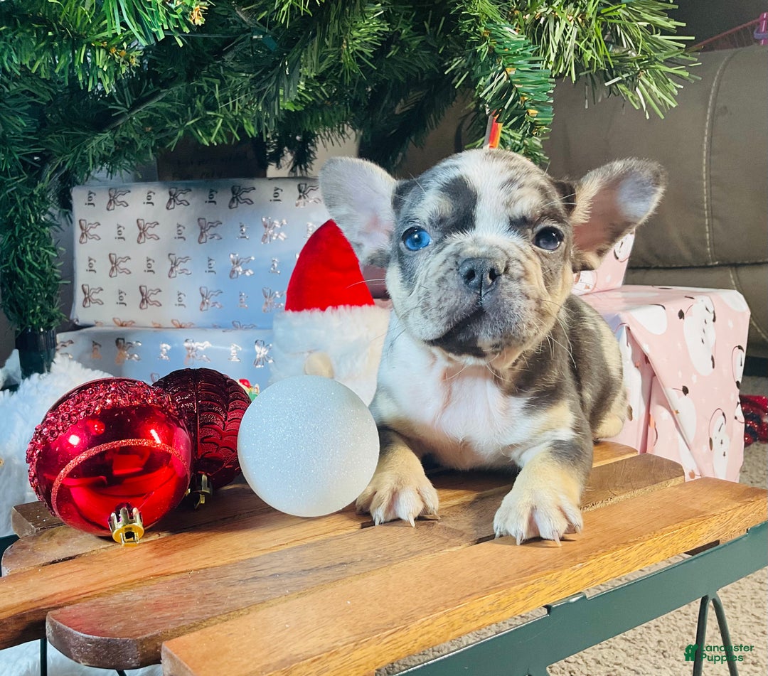 French Bulldog dogs for sale: MILLIE  - Ad 7
