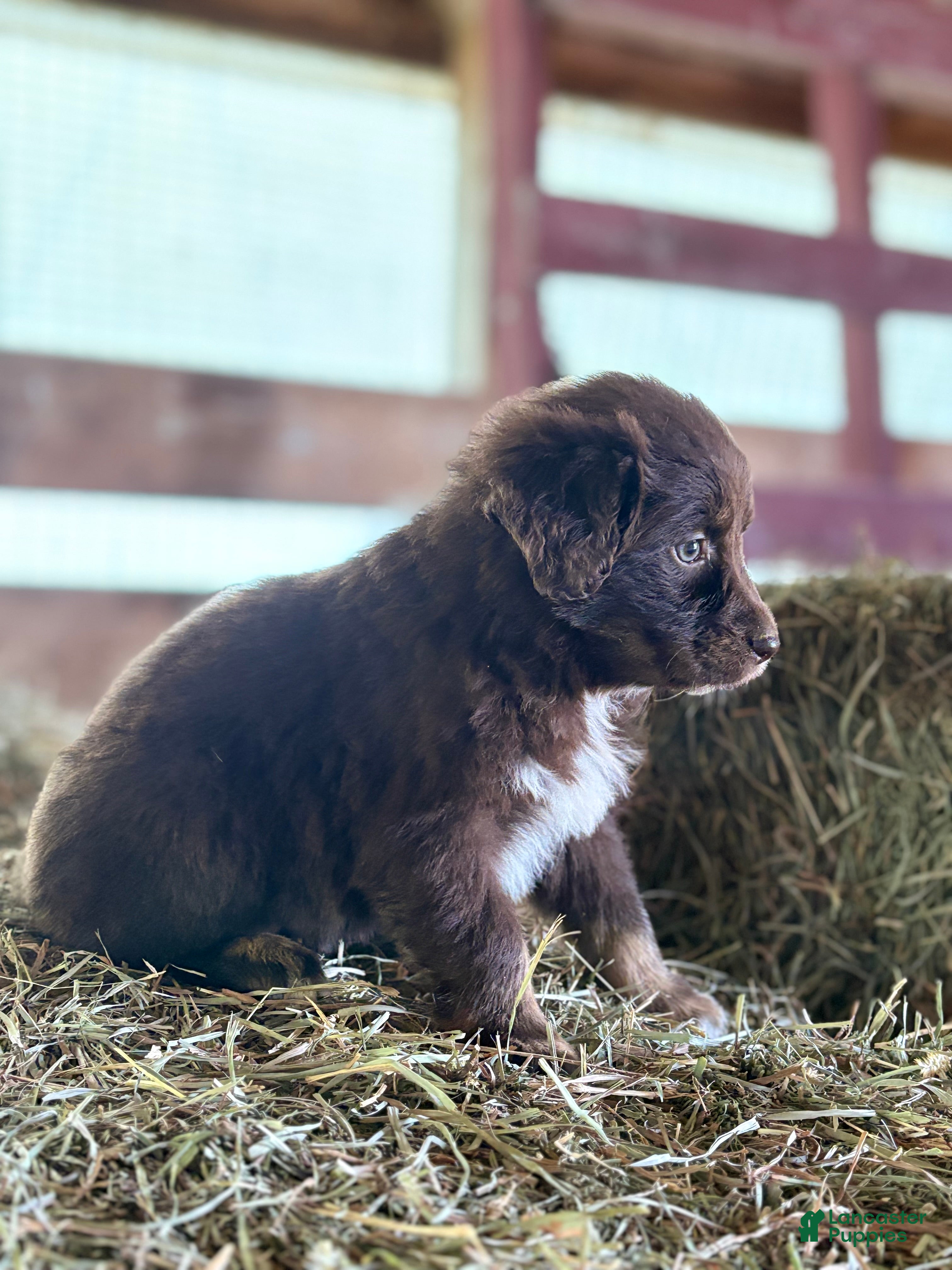 Australian Shepherd dogs for sale: Molly - Ad 4