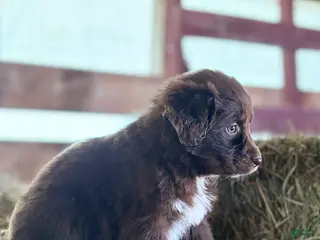 Australian Shepherd dogs for sale: Molly - Ad 4