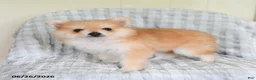 Pomsky dogs for sale: Sammy  - Ad 1