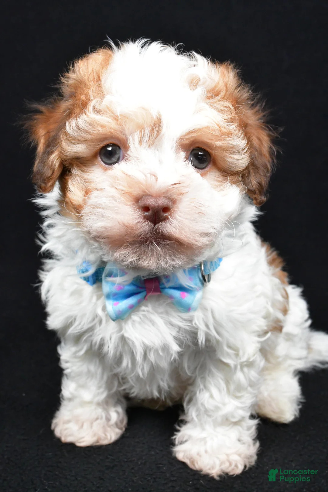 Havanese dogs for sale: Lance - Ad 8