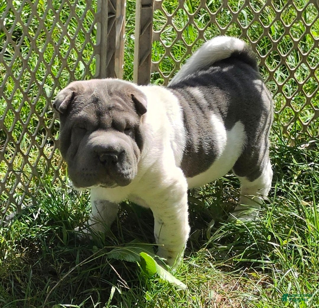Shar Pei dogs Blue boy  - Ad 2