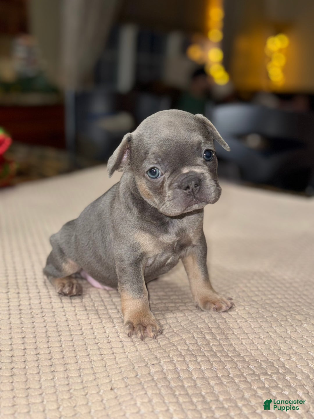 French Bulldog dogs for sale: Snickers - Ad 1